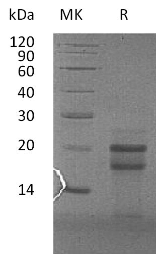 BL-0810NP: Greater than 90% as determined by reducing SDS-PAGE. (QC verified)