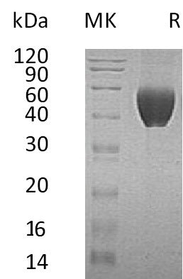 BL-0775NP: Greater than 95% as determined by reducing SDS-PAGE. (QC verified)