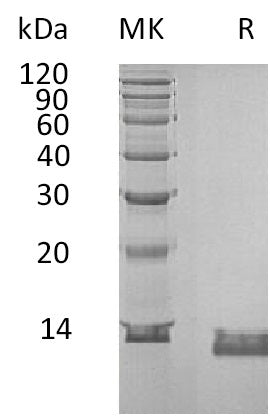 BL-2884NP: Greater than 95% as determined by reducing SDS-PAGE. (QC verified)