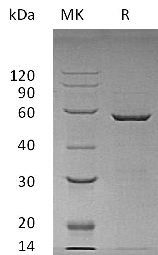 BL-0252NP: Greater than 90% as determined by reducing SDS-PAGE. (QC verified)