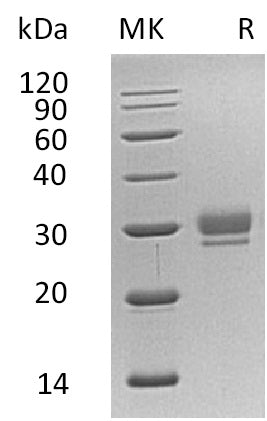 BL-0777NP: Greater than 95% as determined by reducing SDS-PAGE. (QC verified)