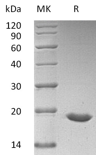 BL-0807NP: Greater than 95% as determined by reducing SDS-PAGE. (QC verified)