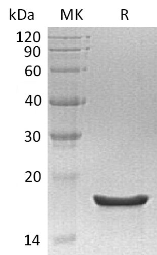 BL-0809NP: Greater than 95% as determined by reducing SDS-PAGE. (QC verified)