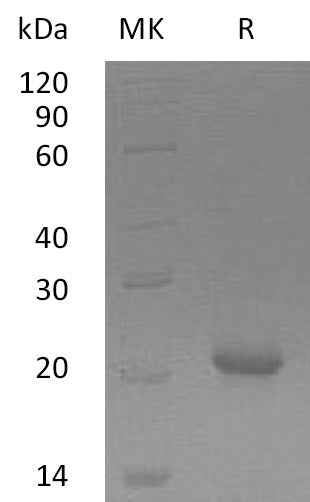 BL-0814NP: Greater than 95% as determined by reducing SDS-PAGE. (QC verified)