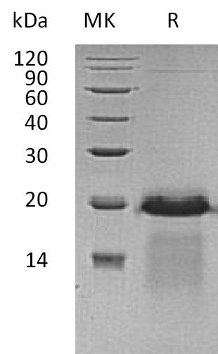 BL-0811NP: Greater than 95% as determined by reducing SDS-PAGE. (QC verified)