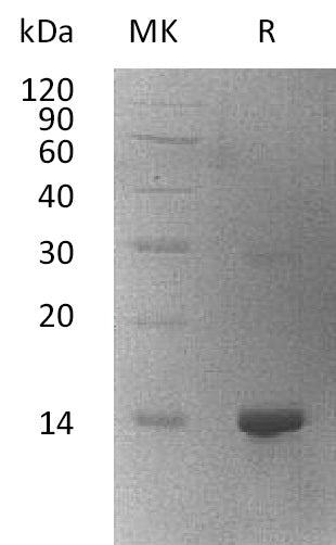 BL-0812NP: Greater than 95% as determined by reducing SDS-PAGE. (QC verified)