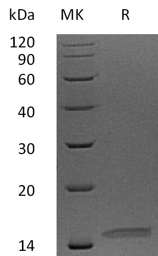 BL-1855NP: Greater than 95% as determined by reducing SDS-PAGE. (QC verified)