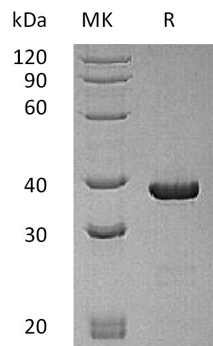 BL-2051NP: Greater than 95% as determined by reducing SDS-PAGE. (QC verified)