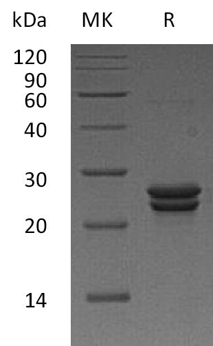 BL-1468NP: Greater than 95% as determined by reducing SDS-PAGE. (QC verified)