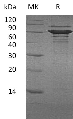 BL-0813NP: Greater than 90% as determined by reducing SDS-PAGE. (QC verified)