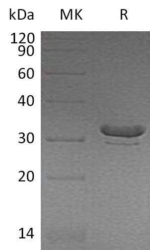 BL-0822NP: Greater than 90% as determined by reducing SDS-PAGE. (QC verified)