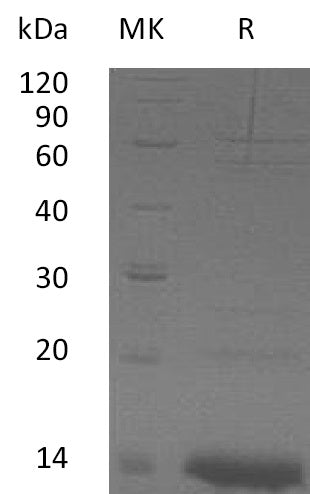 BL-0824NP: Greater than 95% as determined by reducing SDS-PAGE. (QC verified)