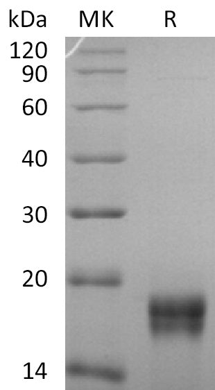 BL-0816NP: Greater than 95% as determined by reducing SDS-PAGE. (QC verified)