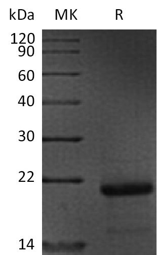 BL-0817NP: Greater than 90% as determined by reducing SDS-PAGE. (QC verified)