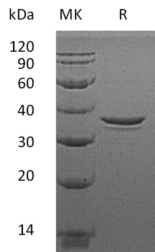 BL-0820NP: Greater than 95% as determined by reducing SDS-PAGE. (QC verified)