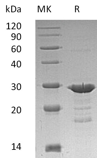 BL-0815NP: Greater than 90% as determined by reducing SDS-PAGE. (QC verified)