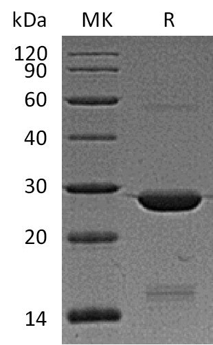 BL-0818NP: Greater than 90% as determined by reducing SDS-PAGE. (QC verified)