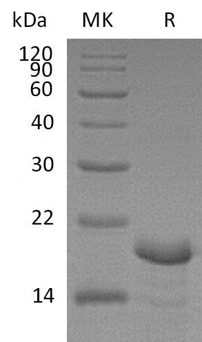 BL-0819NP: Greater than 95% as determined by reducing SDS-PAGE. (QC verified)