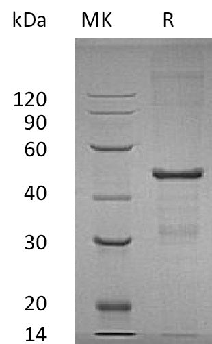 BL-0831NP: Greater than 95% as determined by reducing SDS-PAGE. (QC verified)