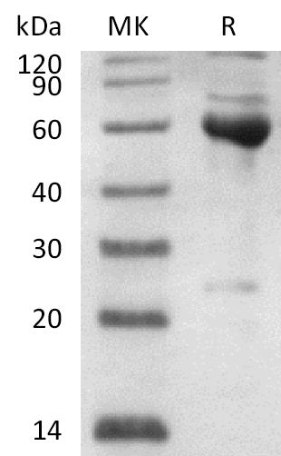 BL-1681NP: Greater than 90% as determined by reducing SDS-PAGE. (QC verified)