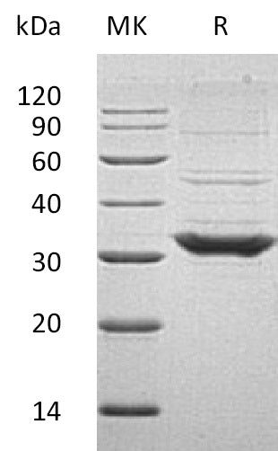 BL-0826NP: Greater than 95% as determined by reducing SDS-PAGE. (QC verified)