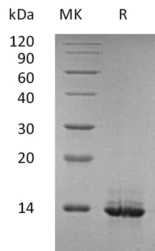 BL-2889NP: Greater than 95% as determined by reducing SDS-PAGE. (QC verified)