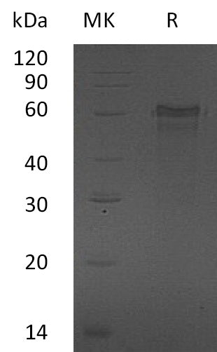 BL-0832NP: Greater than 95% as determined by reducing SDS-PAGE. (QC verified)