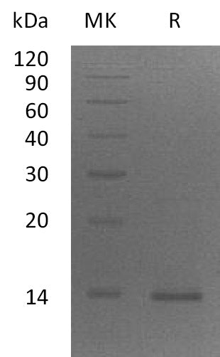 BL-0825NP: Greater than 95% as determined by reducing SDS-PAGE. (QC verified)