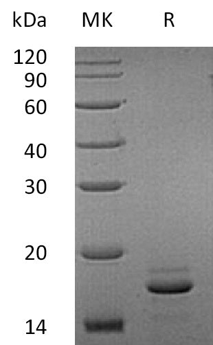 BL-0828NP: Greater than 90% as determined by reducing SDS-PAGE. (QC verified)