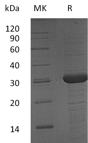 BL-1857NP: Greater than 90% as determined by reducing SDS-PAGE. (QC verified)