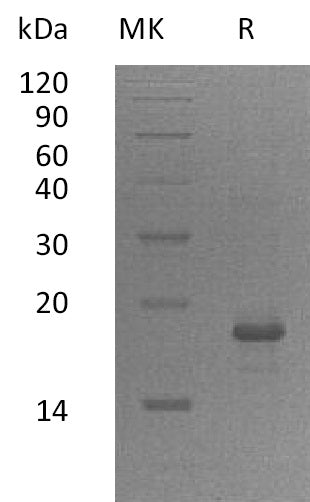 BL-0829NP: Greater than 95% as determined by reducing SDS-PAGE. (QC verified)