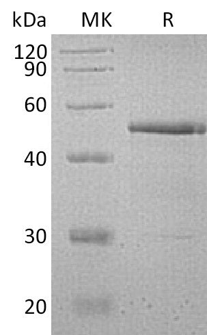 BL-0827NP: Greater than 95% as determined by reducing SDS-PAGE. (QC verified)