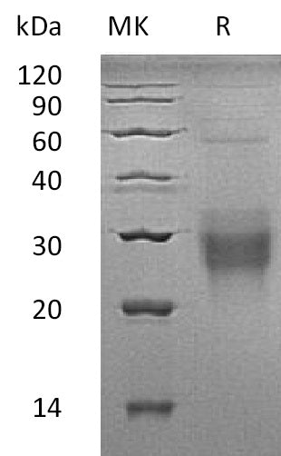 BL-0253NP: Greater than 95% as determined by reducing SDS-PAGE. (QC verified)