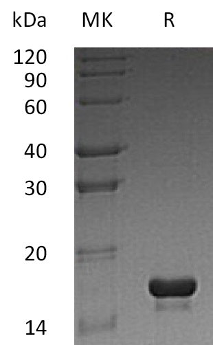 BL-0834NP: Greater than 95% as determined by reducing SDS-PAGE. (QC verified)