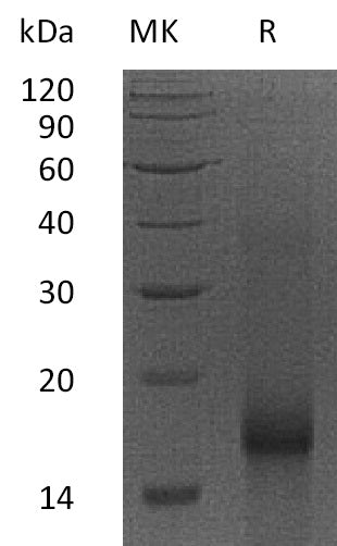 BL-1858NP: Greater than 95% as determined by reducing SDS-PAGE. (QC verified)