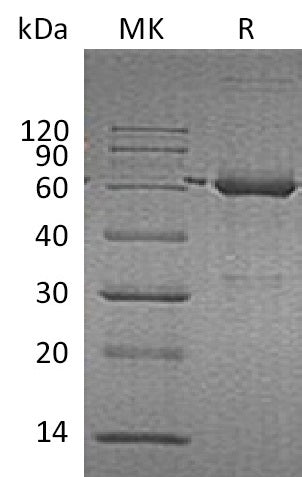 BL-2053NP: Greater than 90% as determined by reducing SDS-PAGE. (QC verified)