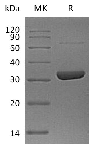 BL-1860NP: Greater than 95% as determined by reducing SDS-PAGE. (QC verified)