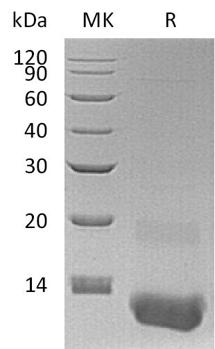 BL-0334NP: Greater than 95% as determined by reducing SDS-PAGE. (QC verified)