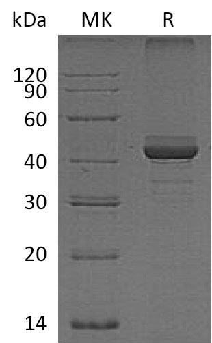 BL-2054NP: Greater than 95% as determined by reducing SDS-PAGE. (QC verified)