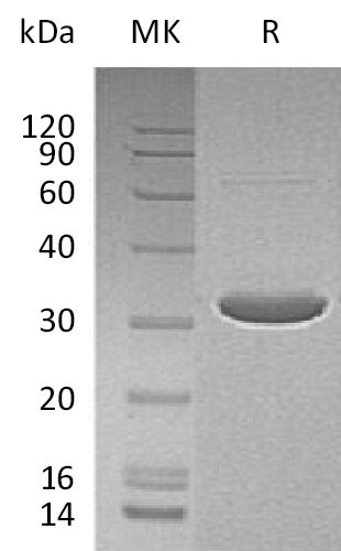 BL-2055NP: Greater than 90% as determined by reducing SDS-PAGE. (QC verified)