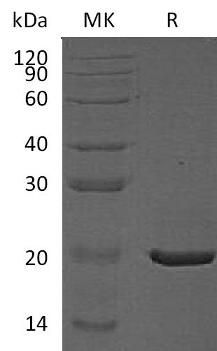 BL-0837NP: Greater than 95% as determined by reducing SDS-PAGE. (QC verified)