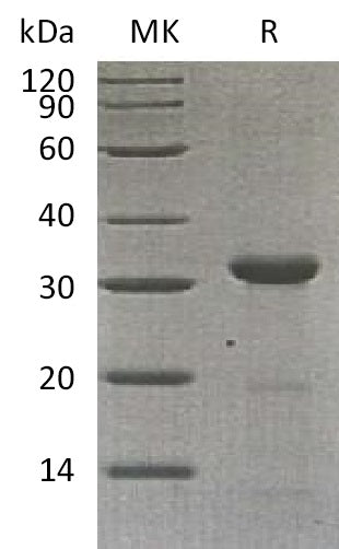 BL-0836NP: Greater than 95% as determined by reducing SDS-PAGE. (QC verified)