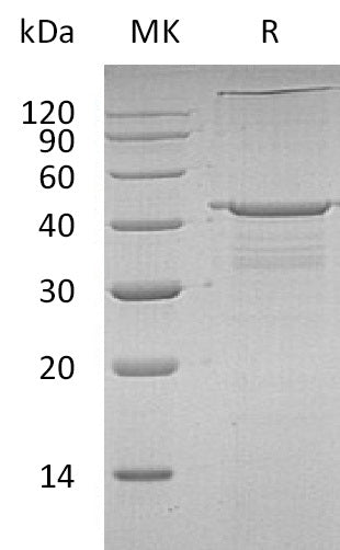 BL-1859NP: Greater than 90% as determined by reducing SDS-PAGE. (QC verified)