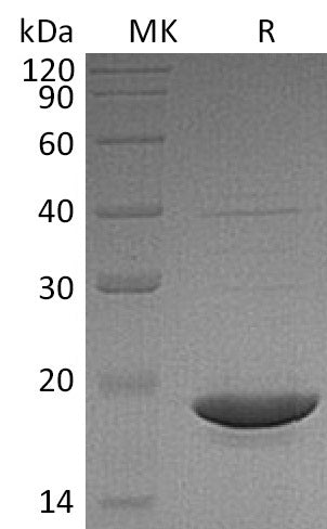 BL-2056NP: Greater than 95% as determined by reducing SDS-PAGE. (QC verified)