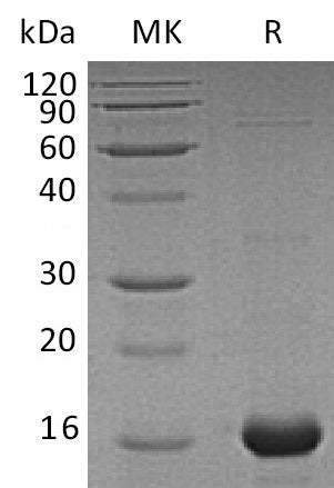 BL-0842NP: Greater than 90% as determined by reducing SDS-PAGE. (QC verified)