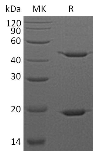 BL-0841NP: Greater than 95% as determined by reducing SDS-PAGE. (QC verified)