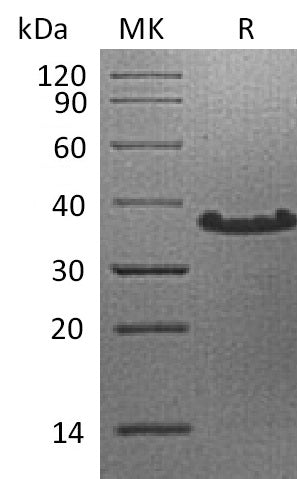 BL-1863NP: Greater than 95% as determined by reducing SDS-PAGE. (QC verified)