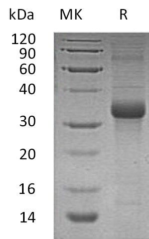 BL-1866NP: Greater than 90% as determined by reducing SDS-PAGE. (QC verified)