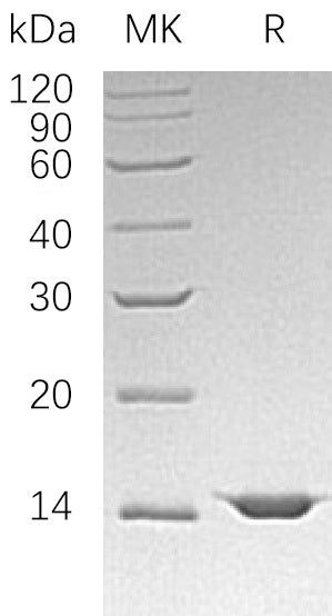 BL-0840NP: Greater than 95% as determined by reducing SDS-PAGE. (QC verified)