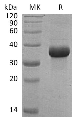 BL-0839NP: Greater than 95% as determined by reducing SDS-PAGE. (QC verified)